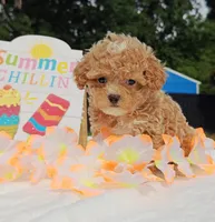Taylor (Toy Cavapoo), a female Cavapoo and Poodle - Toy  for sale in Dallas, TX – 4 of 10