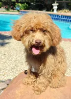 Cooper Toy Cavapoo (5-8lbs Full Grown Size), a male Cavapoo and Poodle - Toy  for sale in Dallas, TX – 4 of 10