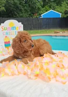 Joy (Miniature Goldendoodle-Cavapoo), a female Cavapoo and Miniature Goldendoodle for sale in Dallas, TX – 6 of 10