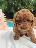 Jorie (Miniature Goldendoodle-Cavapoo), a female Cavapoo and Miniature Goldendoodle for sale in Dallas, TX – 6 of 10