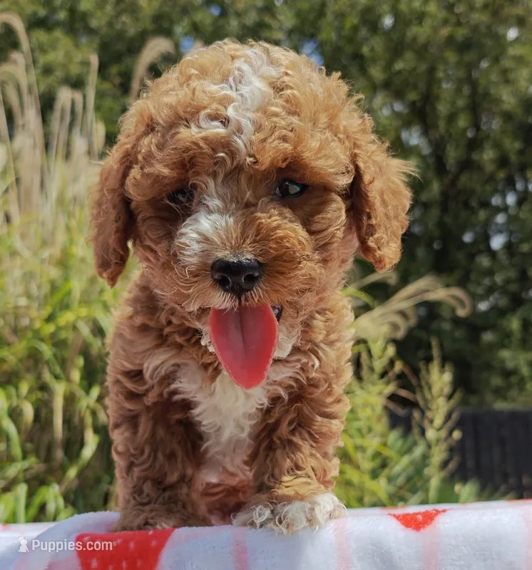 Mateo – Cavapoo, Miniature Goldendoodle puppy for sale in Dallas, TX