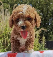 Mateo, a male Cavapoo and Miniature Goldendoodle for sale in Dallas, TX – 1 of 10
