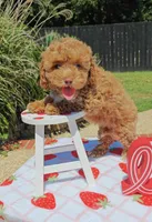 Brittany (Toy Cavapoo), a female Cavapoo and Poodle - Toy  for sale in Dallas, TX – 6 of 10
