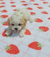 Shia, a male Cavapoo and Miniature Goldendoodle for sale in Dallas, TX – 3 of 10