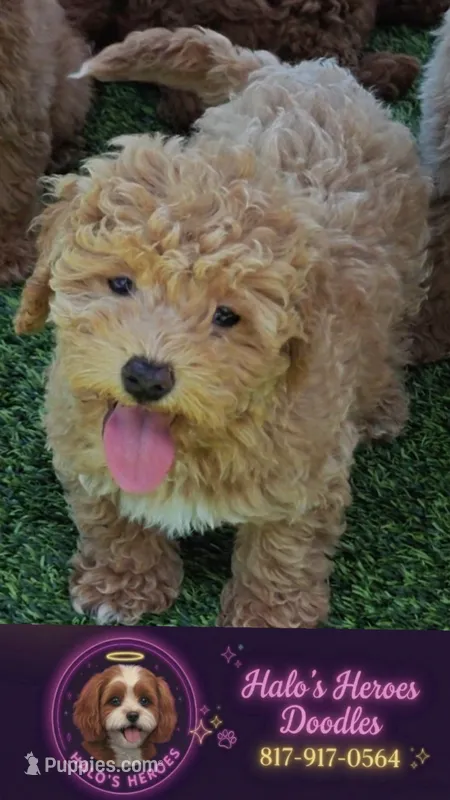 Travis (Toy Cavapoo) – Cavapoo, Poodle - Toy  puppy for sale in Dallas, TX