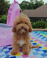 Santana , a male Cavapoo and Poodle - Toy  for sale in Dallas, TX – 7 of 10