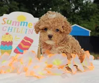 Taylor (Toy Cavapoo), a female Cavapoo and Poodle - Toy  for sale in Dallas, TX – 2 of 10