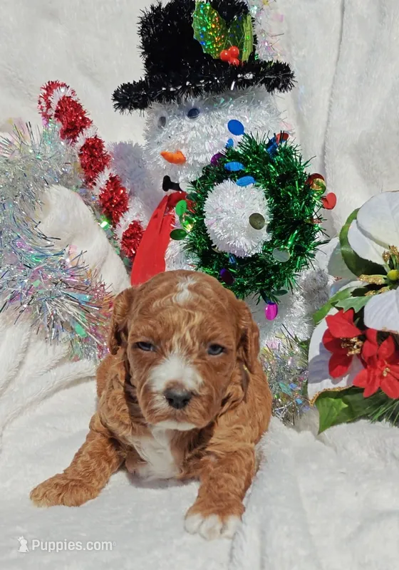 Hannah – Cavapoo, Miniature Goldendoodle puppy for sale in Dallas, TX