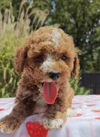 Mateo, a male Cavapoo and Miniature Goldendoodle for sale in Dallas, TX – 2 of 10