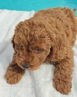 Jorie (Miniature Goldendoodle-Cavapoo), a female Cavapoo and Miniature Goldendoodle for sale in Dallas, TX – 10 of 10