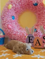 Toby (Micro/Petite Goldendoodle-Cavapoo), a male Cavapoo and Miniature Goldendoodle for sale in Dallas, TX – Photo 8 of 10