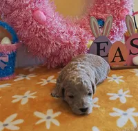 Toby (Micro/Petite Goldendoodle-Cavapoo), a male Cavapoo and Miniature Goldendoodle for sale in Dallas, TX – Photo 9 of 10