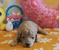 Toby (Micro/Petite Goldendoodle-Cavapoo), a male Cavapoo and Miniature Goldendoodle for sale in Dallas, TX – Photo 2 of 10