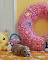 Toby (Micro/Petite Goldendoodle-Cavapoo), a male Cavapoo and Miniature Goldendoodle for sale in Dallas, TX – Photo 4 of 10