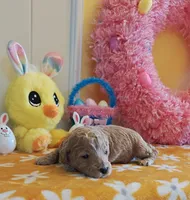 Toby (Micro/Petite Goldendoodle-Cavapoo), a male Cavapoo and Miniature Goldendoodle for sale in Dallas, TX – Photo 6 of 10