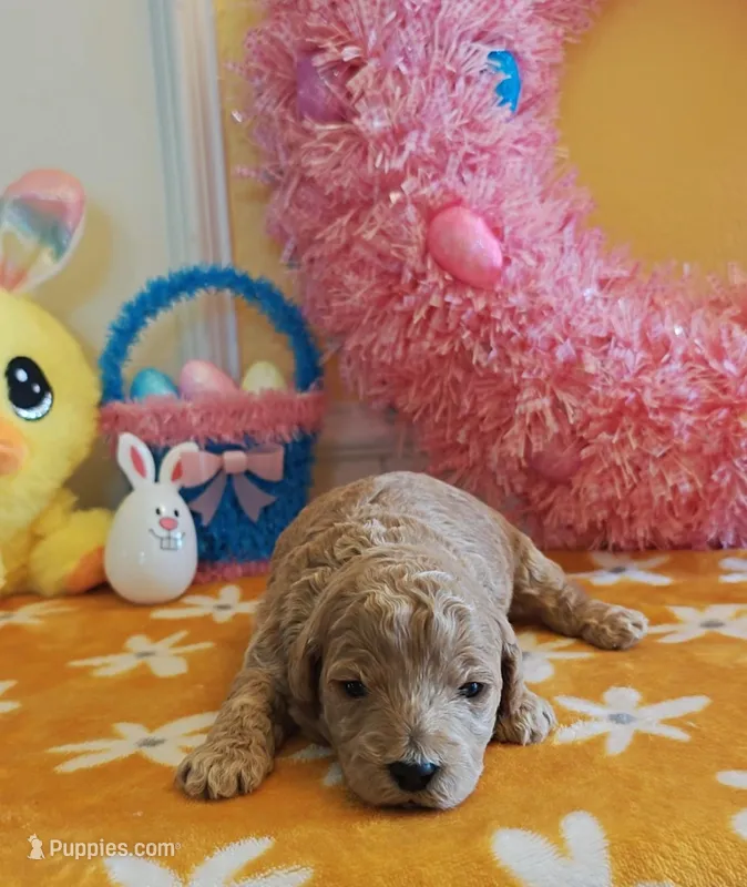Toby (Micro/Petite Goldendoodle-Cavapoo) – Cavapoo, Miniature Goldendoodle puppy for sale in Dallas, TX