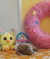 Toby (Micro/Petite Goldendoodle-Cavapoo), a male Cavapoo and Miniature Goldendoodle for sale in Dallas, TX – Photo 5 of 10