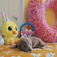 Toby (Micro/Petite Goldendoodle-Cavapoo), a male Cavapoo and Miniature Goldendoodle for sale in Dallas, TX – Photo 7 of 10