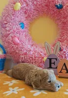 Toby (Micro/Petite Goldendoodle-Cavapoo), a male Cavapoo and Miniature Goldendoodle for sale in Dallas, TX – Photo 10 of 10