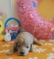 Toby (Micro/Petite Goldendoodle-Cavapoo), a male Cavapoo and Miniature Goldendoodle for sale in Dallas, TX – Photo 3 of 10