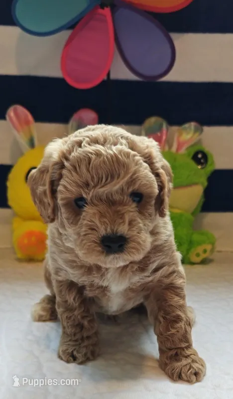 Toby (Micro/Petite Goldendoodle-Cavapoo) – Cavapoo, Miniature Goldendoodle puppy for sale in Dallas, TX