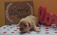 Fuzzby, a female Cavapoo and Poodle - Toy  for sale in Dallas, TX – Photo 2 of 10