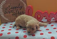 Fuzzby, a female Cavapoo and Poodle - Toy  for sale in Dallas, TX – Photo 3 of 10