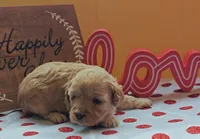 Fuzzby, a female Cavapoo and Poodle - Toy  for sale in Dallas, TX – Photo 8 of 10
