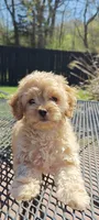 Cavapoo, a female Cavapoo and Poodle - Toy  for sale in Dallas, TX – Photo 8 of 10