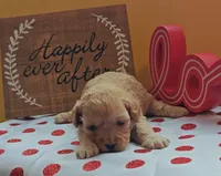Fuzzby, a female Cavapoo and Poodle - Toy  for sale in Dallas, TX – Photo 7 of 10