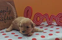 Fuzzby, a female Cavapoo and Poodle - Toy  for sale in Dallas, TX – Photo 6 of 10