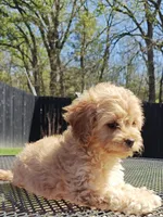 Cavapoo, a female Cavapoo and Poodle - Toy  for sale in Dallas, TX – Photo 6 of 10