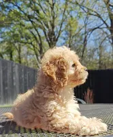 Cavapoo, a female Cavapoo and Poodle - Toy  for sale in Dallas, TX – Photo 3 of 10