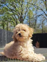 Cavapoo, a female Cavapoo and Poodle - Toy  for sale in Dallas, TX – Photo 5 of 10