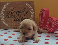 Fuzzby, a female Cavapoo and Poodle - Toy  for sale in Dallas, TX – Photo 5 of 10
