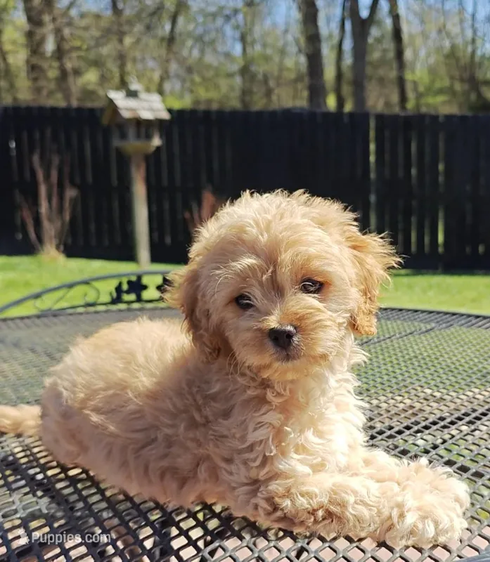 Cavapoo – Cavapoo, Poodle - Toy  puppy for sale in Dallas, TX
