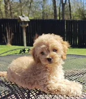 Cavapoo, a female Cavapoo and Poodle - Toy  for sale in Dallas, TX – Photo 1 of 10