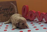 Fuzzby, a female Cavapoo and Poodle - Toy  for sale in Dallas, TX – Photo 9 of 10