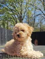 Cavapoo, a female Cavapoo and Poodle - Toy  for sale in Dallas, TX – Photo 4 of 10