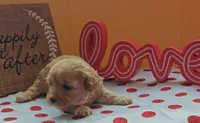 Fuzzby, a female Cavapoo and Poodle - Toy  for sale in Dallas, TX – Photo 4 of 10