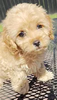 Cavapoo, a female Cavapoo and Poodle - Toy  for sale in Dallas, TX – Photo 9 of 10