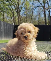 Cavapoo, a female Cavapoo and Poodle - Toy  for sale in Dallas, TX – Photo 2 of 10