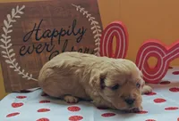Fuzzby, a female Cavapoo and Poodle - Toy  for sale in Dallas, TX – Photo 1 of 10