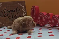 Fuzzby, a female Cavapoo and Poodle - Toy  for sale in Dallas, TX – Photo 10 of 10