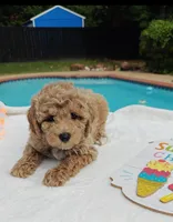 Toby (Micro/Petite Goldendoodle-Cavapoo), a male Cavapoo and Miniature Goldendoodle for sale in Dallas, TX – 3 of 10