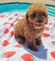 Talia, a female Cavapoo and Miniature Goldendoodle for sale in Dallas, TX – 2 of 10
