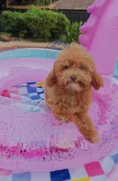 Santana , a male Cavapoo and Poodle - Toy  for sale in Dallas, TX – 4 of 10
