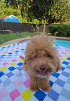 Santana , a male Cavapoo and Poodle - Toy  for sale in Dallas, TX – 8 of 10