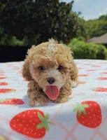 Ronni, a female Cavapoo and Miniature Goldendoodle for sale in Dallas, TX – 4 of 10