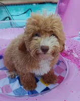 Xavier (Toy Cavapoo), a male Cavapoo and Poodle - Toy  for sale in Dallas, TX – 3 of 10